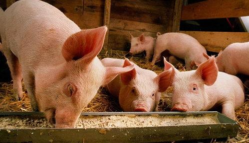 国产最先进的养猪视频,揭秘最先进养猪技术背后的创新与智慧