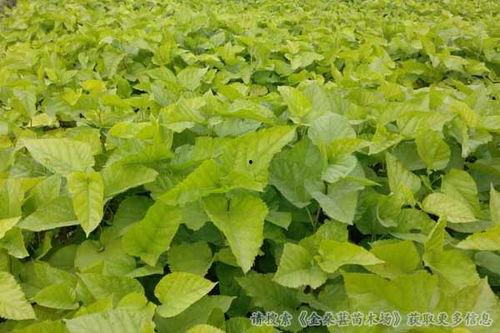 国产冬青苗栽种视频教程,视频教程详解