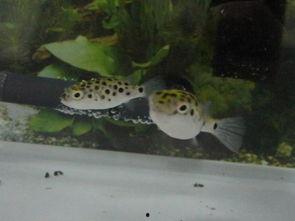 国产河豚好养吗视频播放